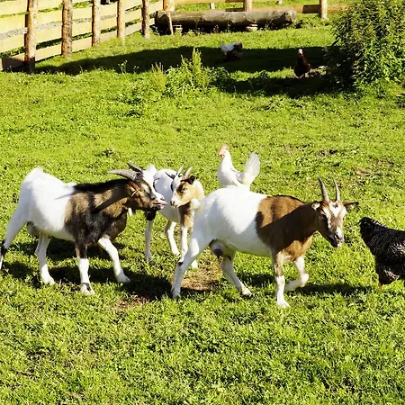 팜스테이 Steinbachgut 플라차우