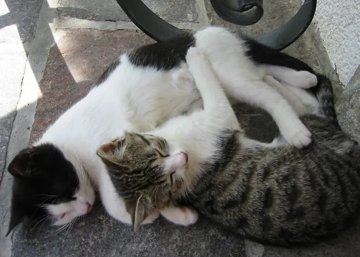 农家乐 斯丹巴赫戈特酒店 *