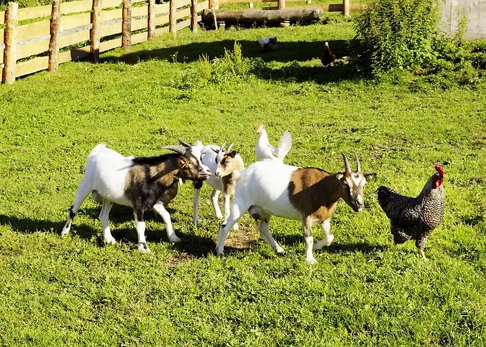 Gospodarstwo agroturystyczne Steinbachgut Flachau